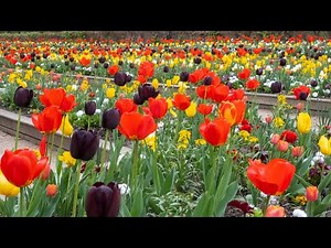 An Hour of Flowers in Parc Floral - Paris Live #145