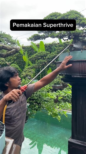 Tekuni Bonsai Pot on Instagram: "Ini cara kita pakai superthrive di Tekuni: - 5 ml untuk setiap 1 galon air (15 Liter) - Siram 1 minggu sekali, cukup di akar saja - Untuk pemakaian saat ganti pot / media, pakai 5 ml untuk 1 ember (10 Liter) dan siramkan ke akar dan media saja ☎️ Kontak: 08222 1615 808"