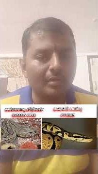 கண்ணாடி விரியன் Vs மலைப் பாம்பு.RUSSELL'S VIPER VS PYTHON
