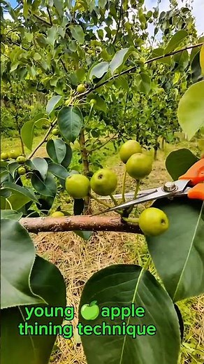 Young Apple 🍎 Thinning Technique for Bigger & Healthier Fruits