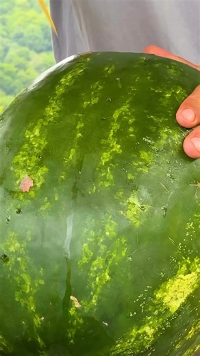 20K views · 169 reactions | Tender chicken cooked over fire using a watermelon as a natural oven. Traditional flavors meet innovative technique #OutdoorCooking #CreativeCooking #InnovativeRecipe #Cooking | Easy life | Facebook