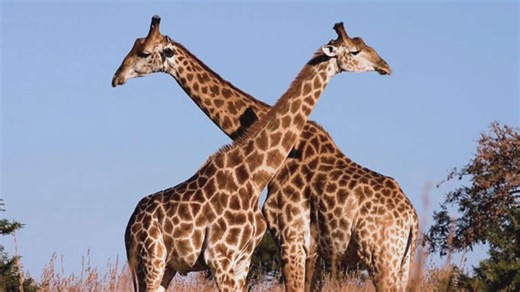 25 amazing things you probably didn't know about Africa