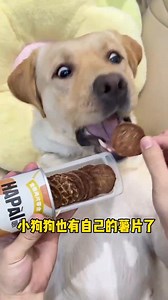 Dogs with a smelly mouth but don’t like to brush their teeth, just give them this probiotic tooth cleaning water, and their mouth is more fragrant than you... #doglife #cute #cat #puppylove #pet #dogs #doglover #dog #love #doglovers | Annie