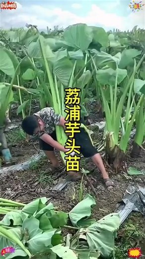 荔浦芋头广西小芋艿新鲜农家大香芋种植栽培育子绿蔬菜苗物