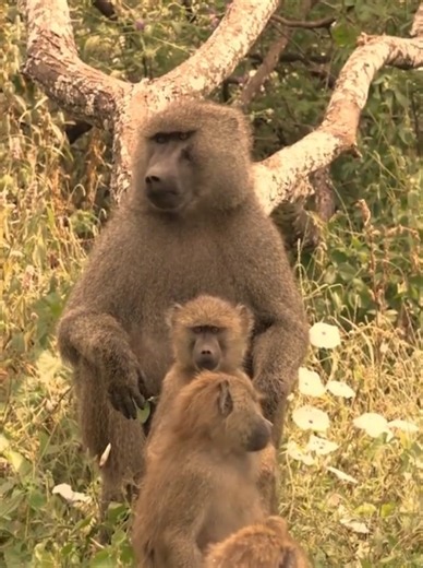África Salvaje Capítulo 3 — Documental de animales del mundo