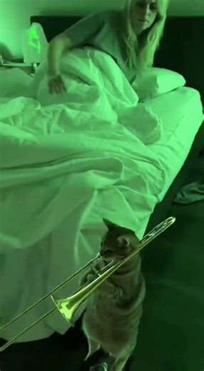 Cat Trombone Prank at 3AM! So Loud #cat #brassband #funny #sleepparalysis #short