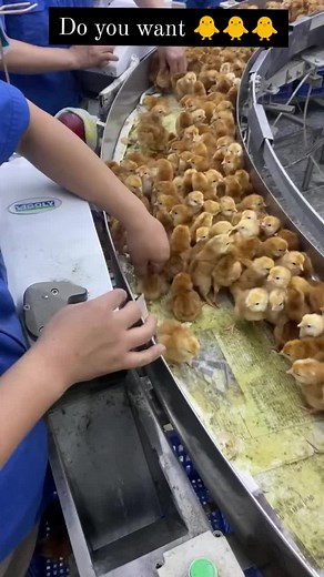 Importance of Vaccination in Poultry Farming