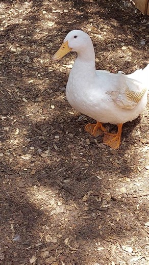 What Do You Think Ducks Do All Day?