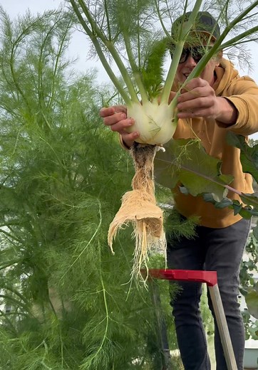 Maximizing Fennel Production with Vertical Farming