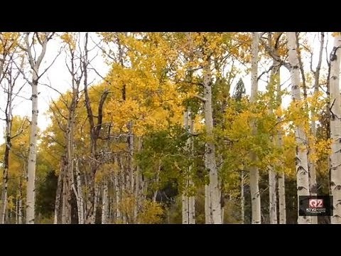 Aspen trees make comeback in Yellowstone National Park