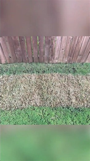 Fix Low Spots & Bare Lawn Fast With THIS Sod Trick!
