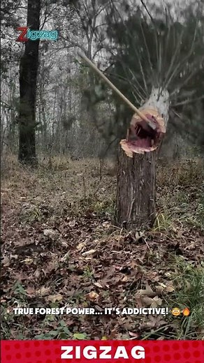 Powerful Manual Tree Felling Technique Using a Sharp Axe