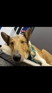 Still catching a few extra Zzzzs before the day starts. Here’s a...