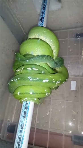 green tree python/condro