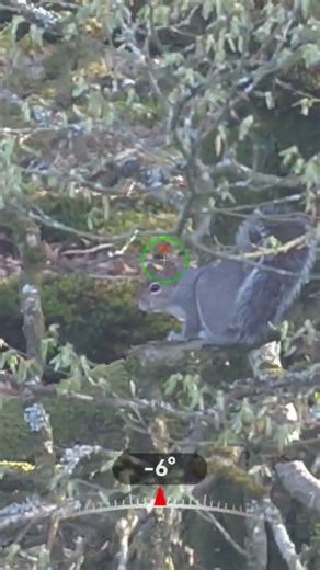 Back on the Grey squirrels with the Hikmicro Alpex 4k LRF #pestcontrol #hikmicro #hunting