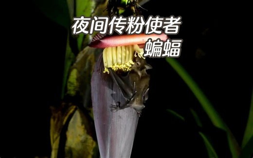 探秘蝙蝠如何为芭蕉花传递生命之吻！