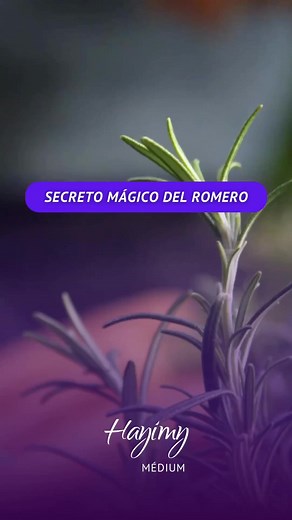 55K views · 3.1K reactions | Secreto Mágico del Romero 彩 Con solo colocar un poco de romero seco o fresco en dichos lugares  . . . #romero #magia #ritualespoderosos #dinero | Últimas películas dramáticas | Facebook
