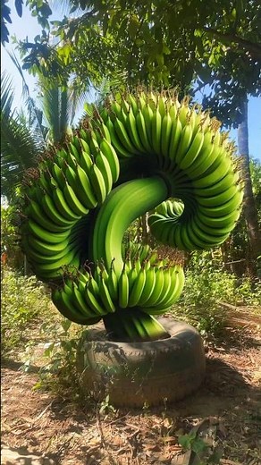 Reproduction of bananas