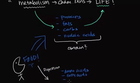Metabolism overview: anabolism and catabolism