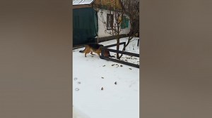 Is a German Shepherd a Good Pet?