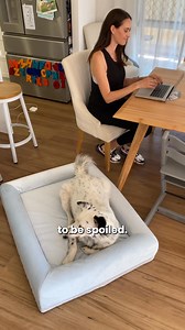 "⭐⭐⭐⭐⭐ ""I never realized how much difference a bed could make until I got this one for my dog. He used to be restless at night and wake up frequently, but now he sleeps soundly and wakes up happy and refreshed!"" - Maria ⭐⭐⭐⭐⭐ ""This bed is worth every penny! My dog used to have trouble getting comfortable, but now he curls up in this bed and doesn't move all night. It's made such a difference in his quality of life!"" - Michael Upgrade your dog's sleeping experience with the DF Co Orthopedic M