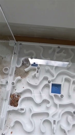 My Pheidole Pallidula with 1Q and 200W