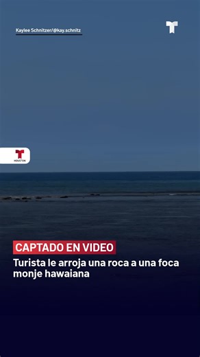 Un turista fue grabado lanzando una roca contra una foca hawaiana en una playa de Lahaina, Hawaii. El turista es un hombre de 37 años, proveniente de Seattle, según autoridades. El alcalde de Maui, Richard Bissen, identificó a la foca del video como Lani, una conocida visitante de las costas.
