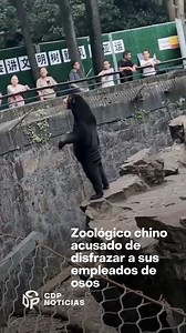 Los usuarios de Weibo, un sitio web popular en China, notaron que la postura del supuesto oso era inusual y llamativa. Además, señalaron que los pliegues de pelo suelto en el trasero del animal le daban un aspecto extraño, lo que generó especulaciones de que en realidad se trataba de un impostor humano disfrazado. #cdp #cdpnoticias #internacional #china | CDP