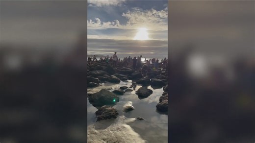 Crowds at tide pools spark concerns over marine life protection in San Diego
