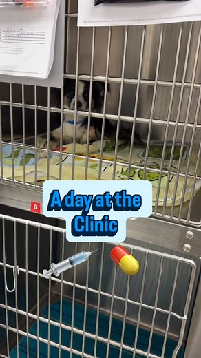 574 reactions · 49 shares | Our team has worked hard this year to make sure the clinic days are filled helping homeless, shelter and foster animals get fixed so that they have a better chance at adoption.  We are proud to help prevent overpopulation one surgery at a time! ✂️喙 | Lucky Chi Dog Rescue | Facebook