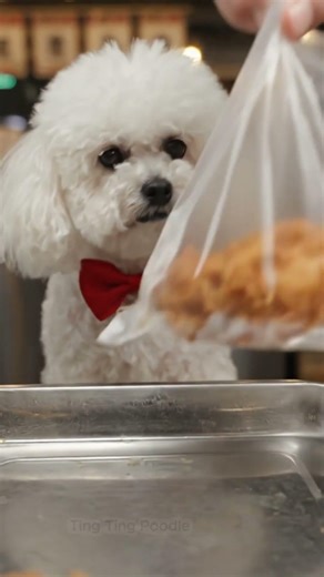 Ting Ting - Funny Poodle Dog goes shopping for Lunar New Year & Fried Chicken! #dogshorts