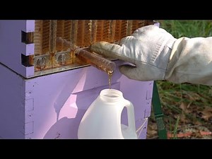 Flow Hive Harvest | Do the flow frames really work?