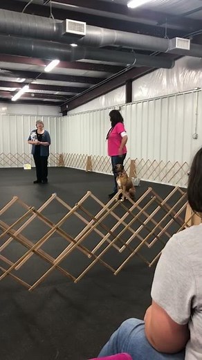 Obedience queen