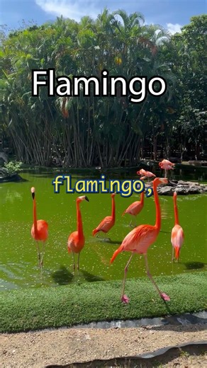 This Pokémon Is Popular By Accident #pokemon #nintendo