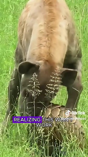 Bold and Cunning Hyena | Wildlife Animals