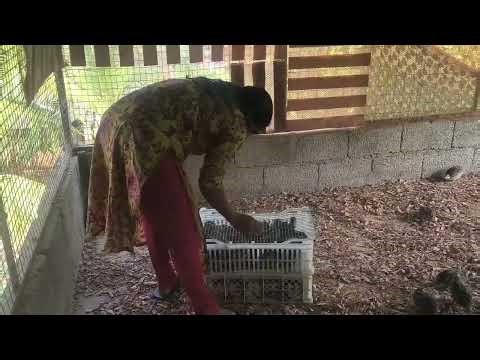 Quail farming: Get better income in less time