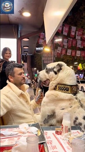 Alabai Dog — The Fearless Guardian & Loyal Best Friend