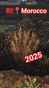 Cattle Egrets of Morocco: White Birds Sunset Spectacle 🕊️ | 4K Wildlife Footage