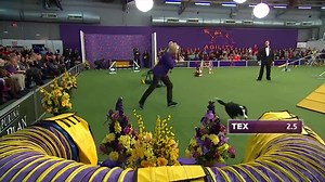 173K views · 2.5K reactions | Border Collie, Tex, Win 2015 Masters...