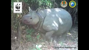 2M views · 6.3K reactions | Only 60 Javan rhinos still exist in the...