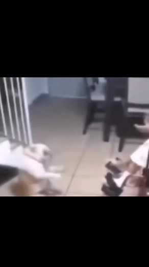 Hilarious Dog and Grandma Dance, Funny Daily Meme