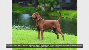 Healthy Food Tips for Your Redbone Coonhound