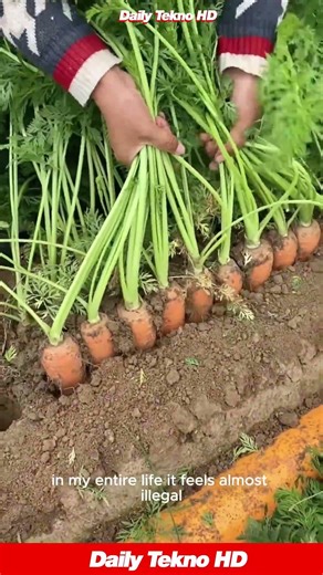 The Most SATISFYING Carrot Pull You Will Ever See #harvest