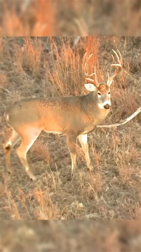 Big Buck Hunt! #nature #hunting #deerhunting #deer #archery #bowhunting