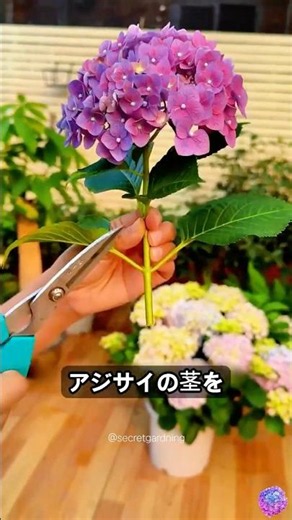 ホームセンターより90%安くアジサイを増やす裏技 #ガーデニング #節約 #DIY