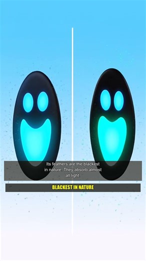 This Bird SHAPE-SHIFTS Into an Alien Disc to Get a Date #shorts #animals