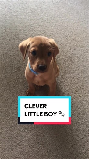 Training Tips for Your Clever Fox Red Labrador