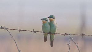 Pair of Blue Cheeked Bee eater birds sit together on a Barbed Wire on a winter morning looking around | Premium Stock Video Footage