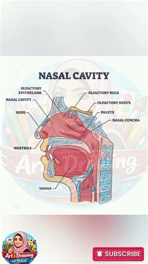 DIAGRAM 56 #biologydiagram #drawing #medicalstudents #heart #biology #science #medical #viralvideo