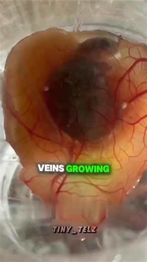 I Hatched a Turtle WITHOUT its Shell! 🐢😱 #Miracle #animalrescue #animals #shorts